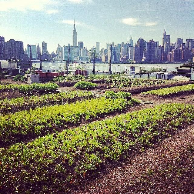 Brooklyn Photograph - Rooftop Farm In #brooklyn ! Awesome! by Fernanda Picotez
