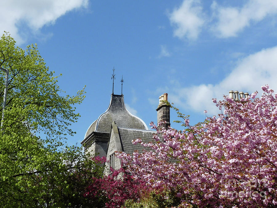Rooftops and Blossoms Photograph by Deborah Smolinske