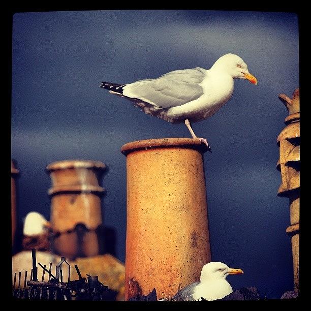 Seagull Photograph - Rooftops by Phil Tomlinson