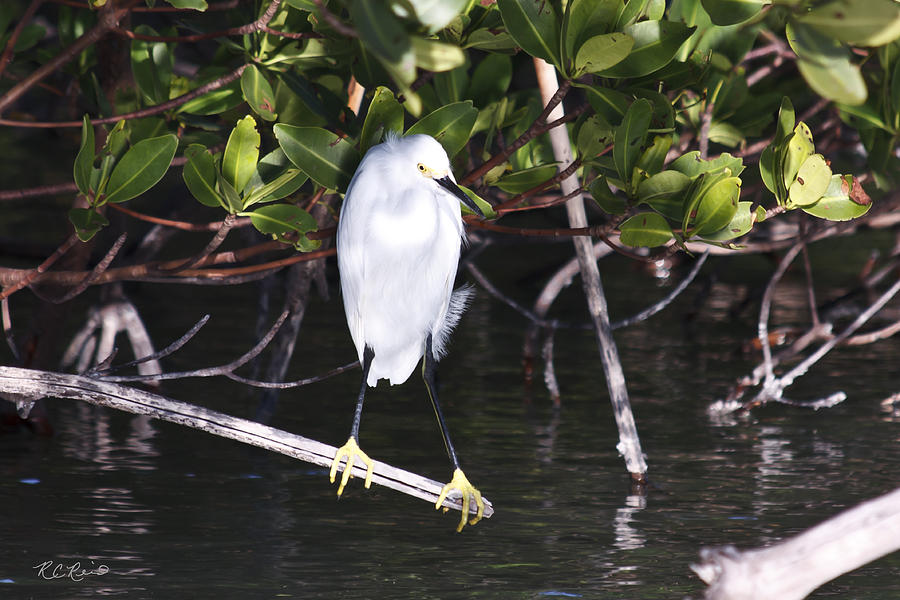 Rookery Bay - Snowy Egret Getting Comfortable for the Evening Photograph by Ronald Reid