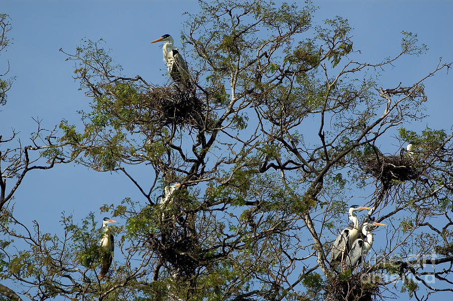 Heron Photograph - Rookery Of Cocoi Herons by Gregory G. Dimijian, M.D.
