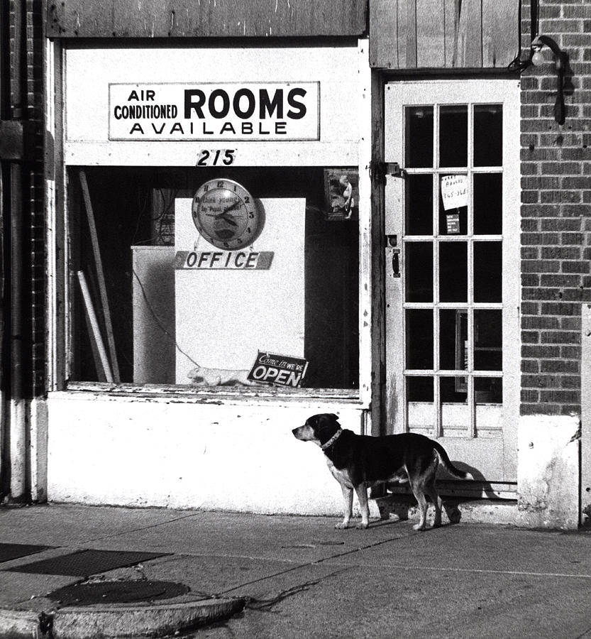Dog Photograph - Rooms Available by Steven Huszar