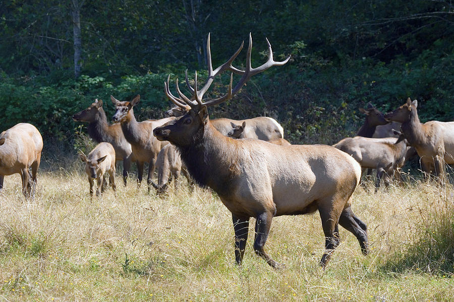 Roosevelt Bull Elk With Herd Photograph by Animal Images - Pixels