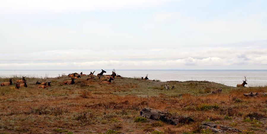 Roosevelt Elk and the Ocean Photograph by Michelle Calkins