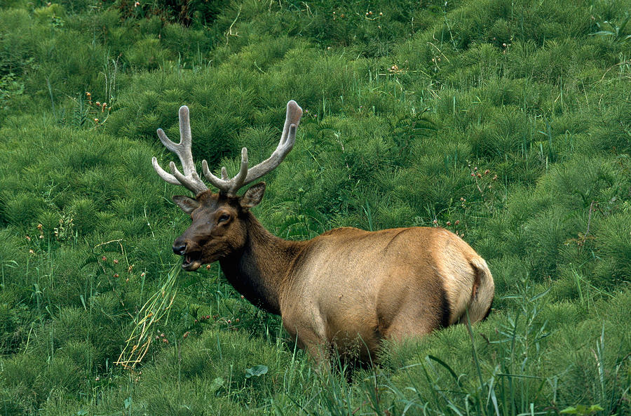 Roosevelt Elk Photograph by Brenda Tharp
