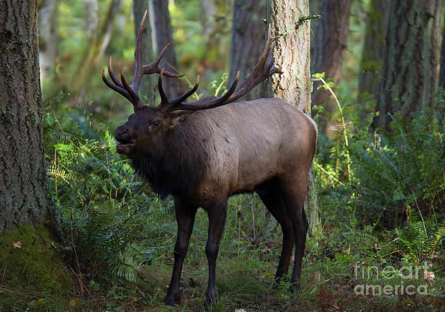 Wildlife Photograph - Roosevelt Elk Bugling by Michael Dawson