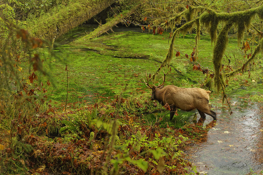 Roosevelt Elk Photograph by Jonathan Davison