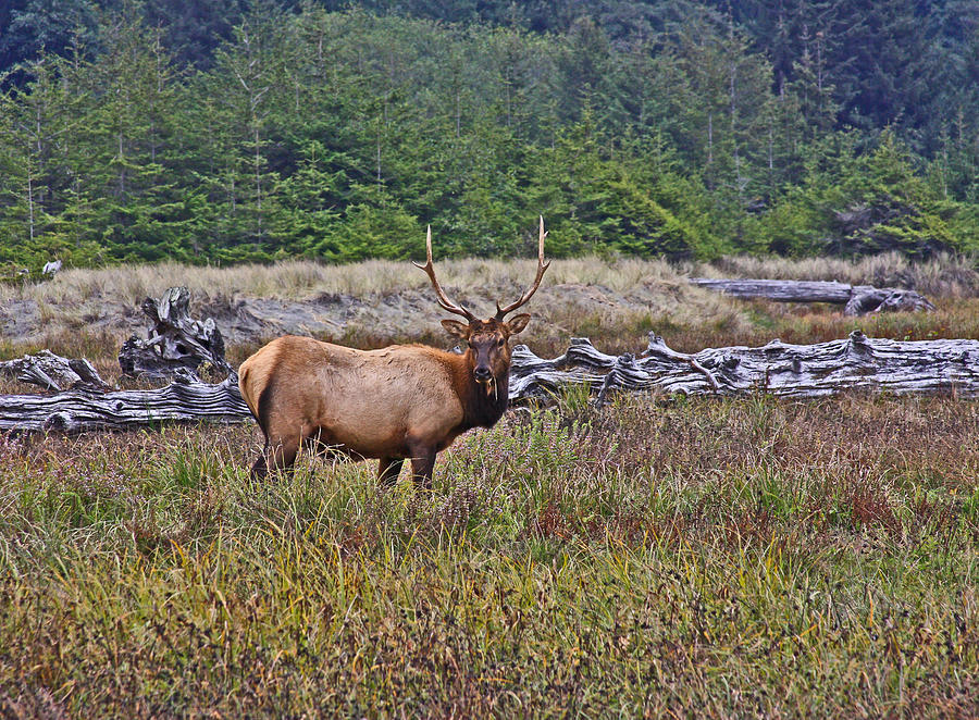 Roosevelt Elk Photograph by Mark Alder