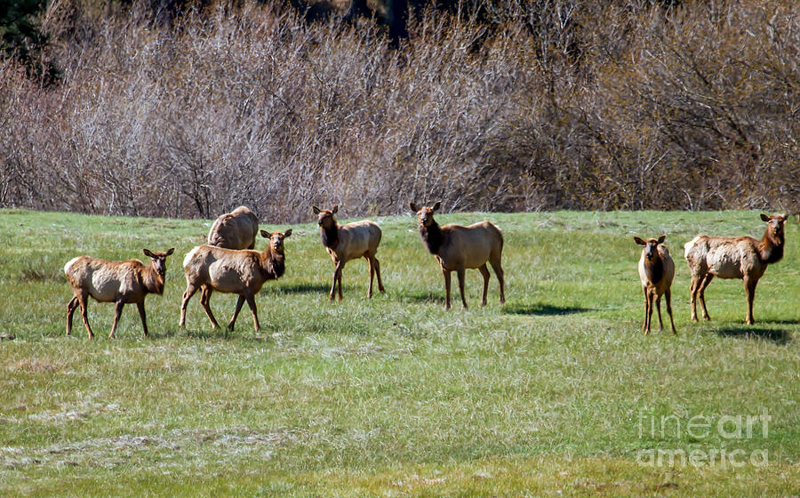 Animal Photograph - Roosevelt Elk by Robert Bales