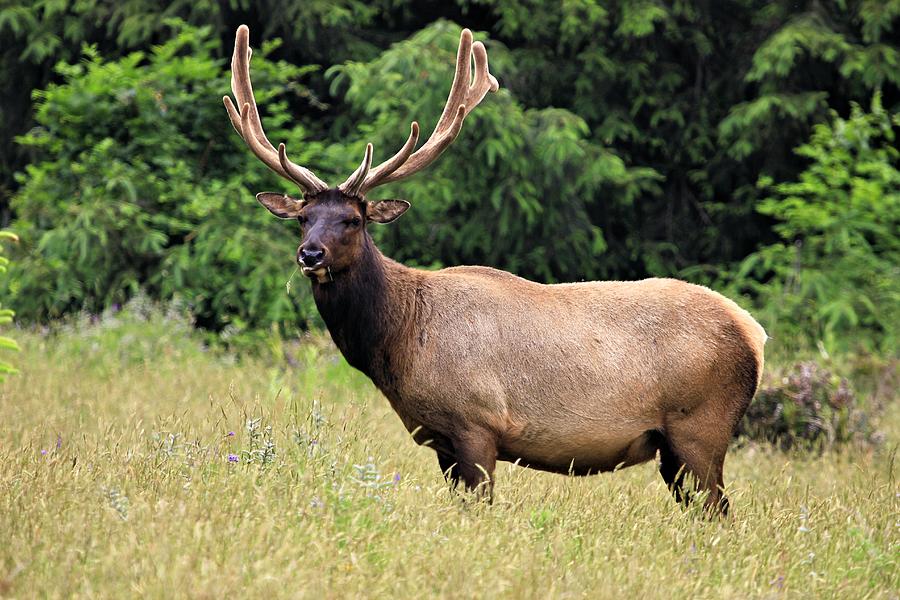 Roosevelt Elk Photograph by Roxie Crouch