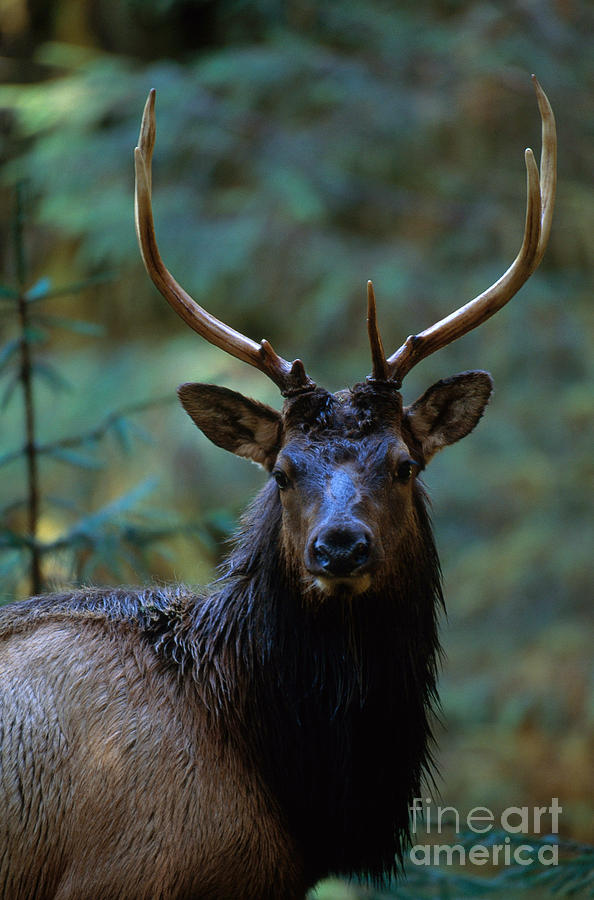 Roosevelt Elk Stag Photograph by Art Wolfe