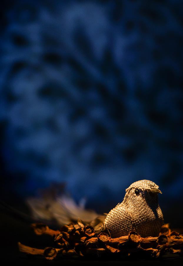 Roost by Jamian Stayt Roost by Jamian Stayt