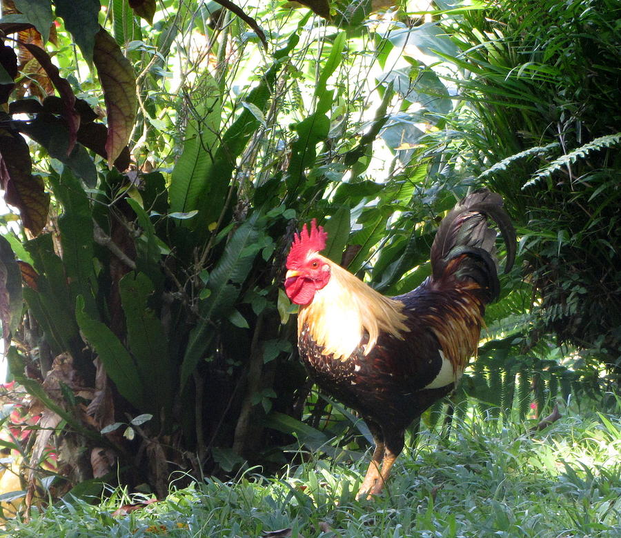 Rooster 1 Photograph by Anita Burgermeister