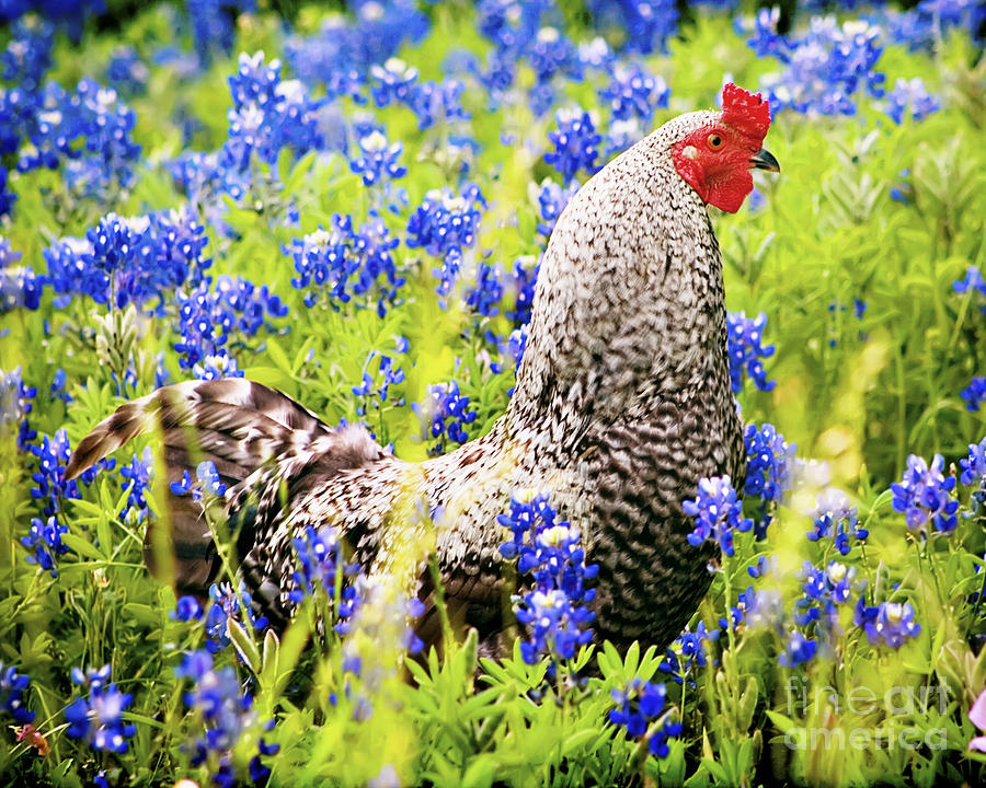 Rooster Photograph - Rooster and Bluebonnets by Katya Horner
