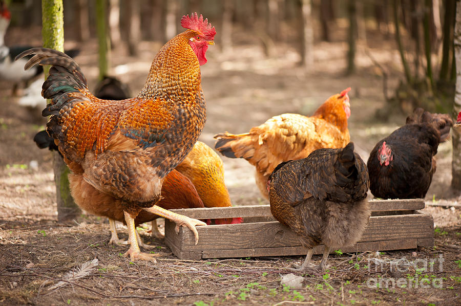 Bird Photograph - Rhode Island Red hens eating from feeder  by Arletta Cwalina