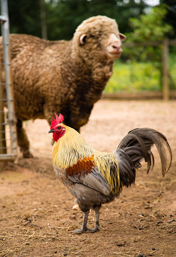 Rooster and Sheep Photograph by Christy Cox
