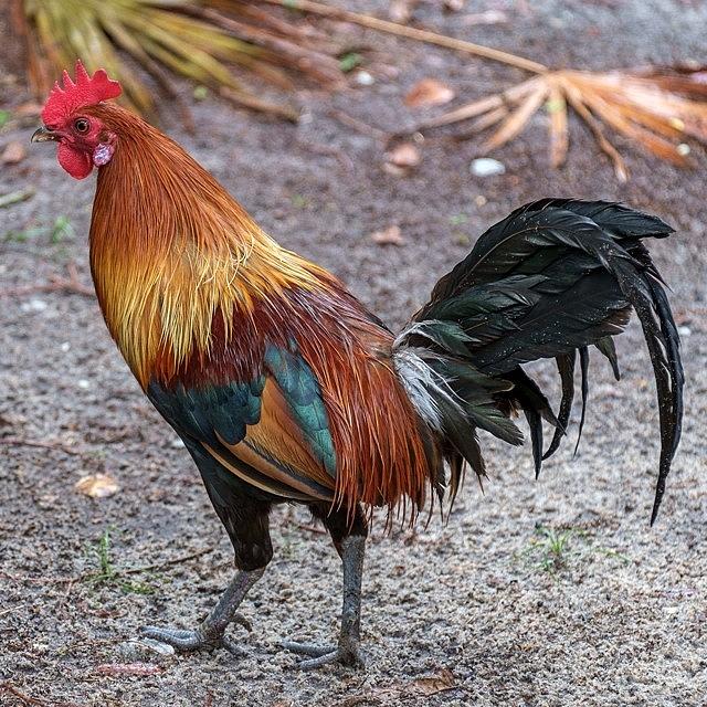 Rooster Photograph - #rooster #chickens #freerange by Raw Image Photo
