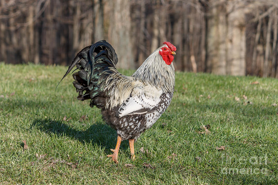 Rooster Photograph - Rooster Cogburn by Rebecca Brooks