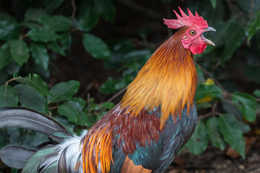 Rooster Crowing Photograph by Greg Nyquist