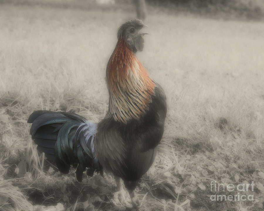 Rooster Crowing In Partial Color Photograph by Smilin Eyes Treasures