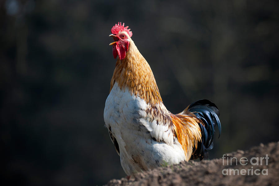 Rooster Photograph - Rooster Crowing by Robert Wilken