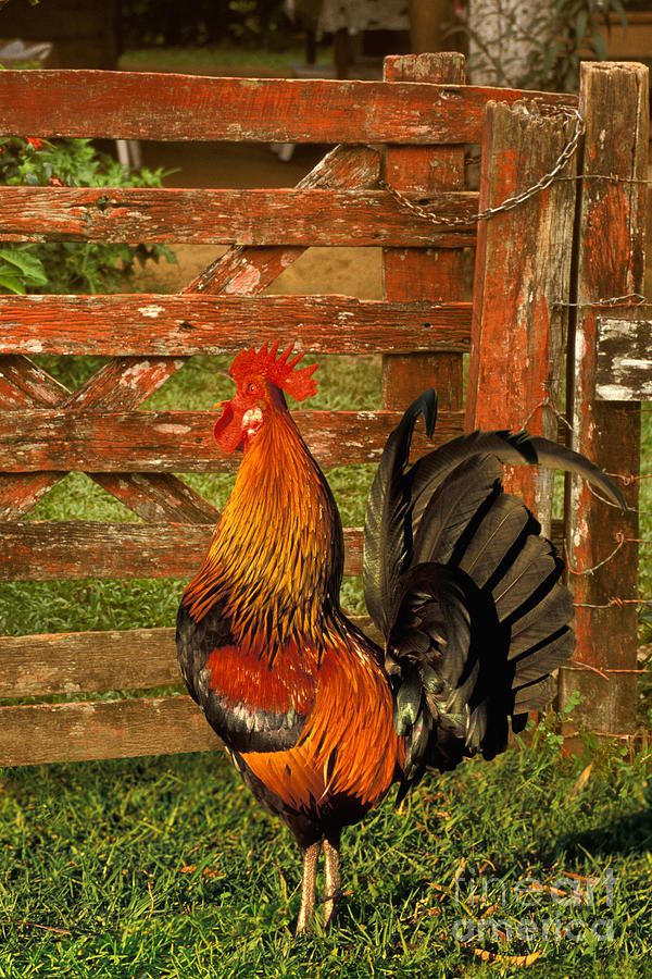 Chicken Photograph - Rooster Crowing by Ron Sanford
