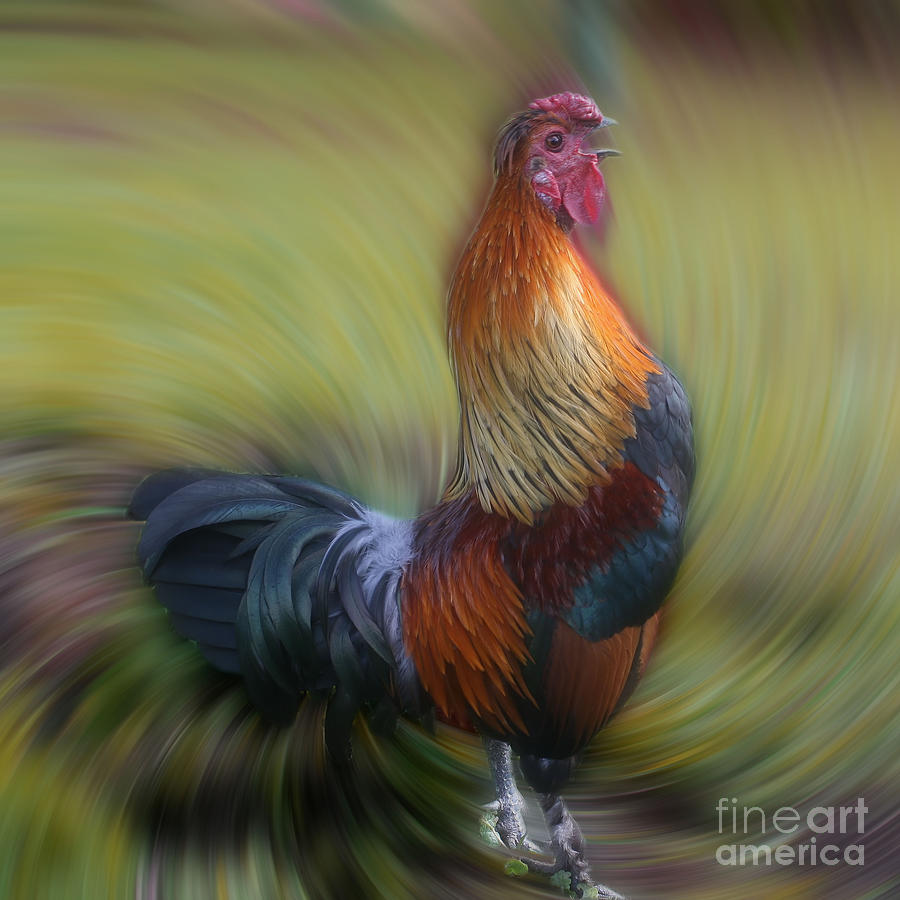 Rooster Crowing Photograph by Smilin Eyes Treasures