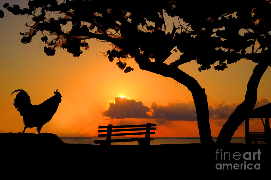 Rooster enjoying a sunrise on the beach Photograph by Dan Friend