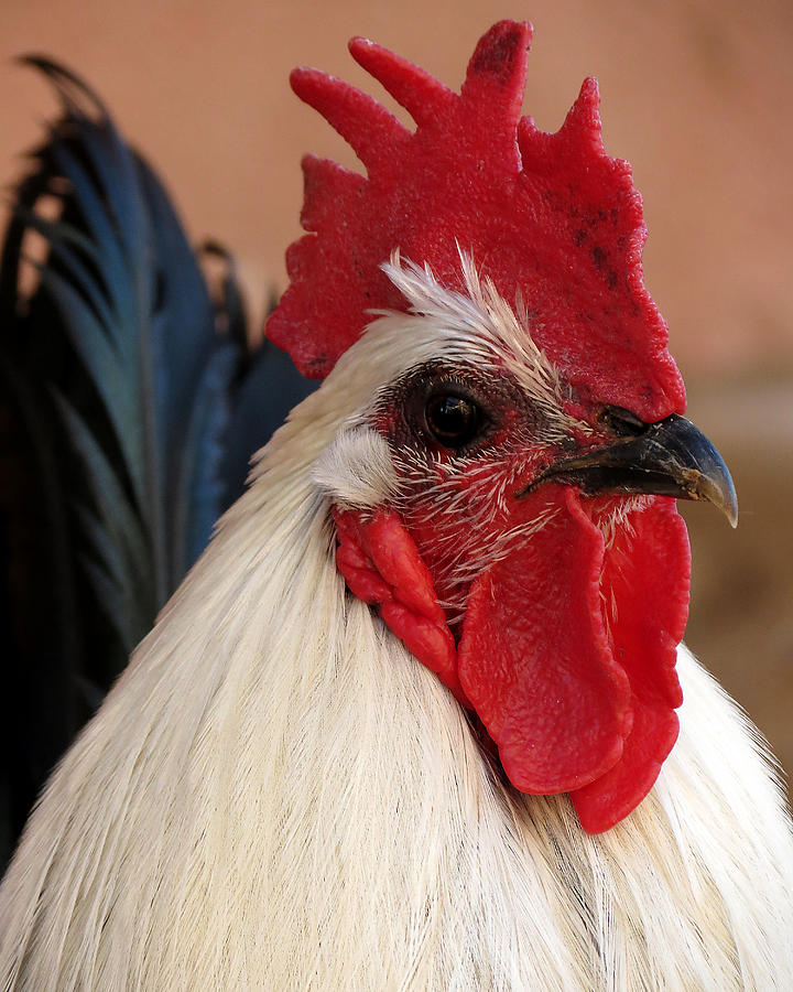 Rooster Face Photograph