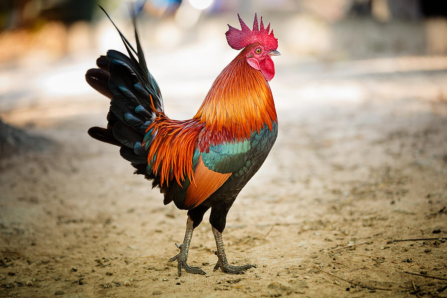 Rooster Photograph by FredFroese