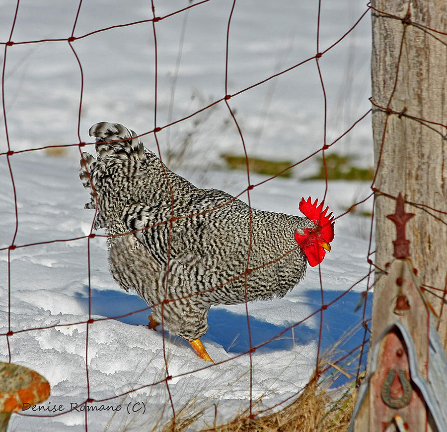 Rooster Photograph - Rooster George by Denise Romano