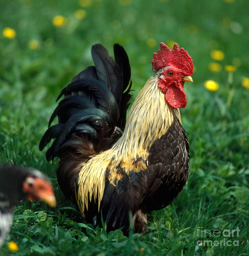 Rooster Photograph by Hans Reinhard