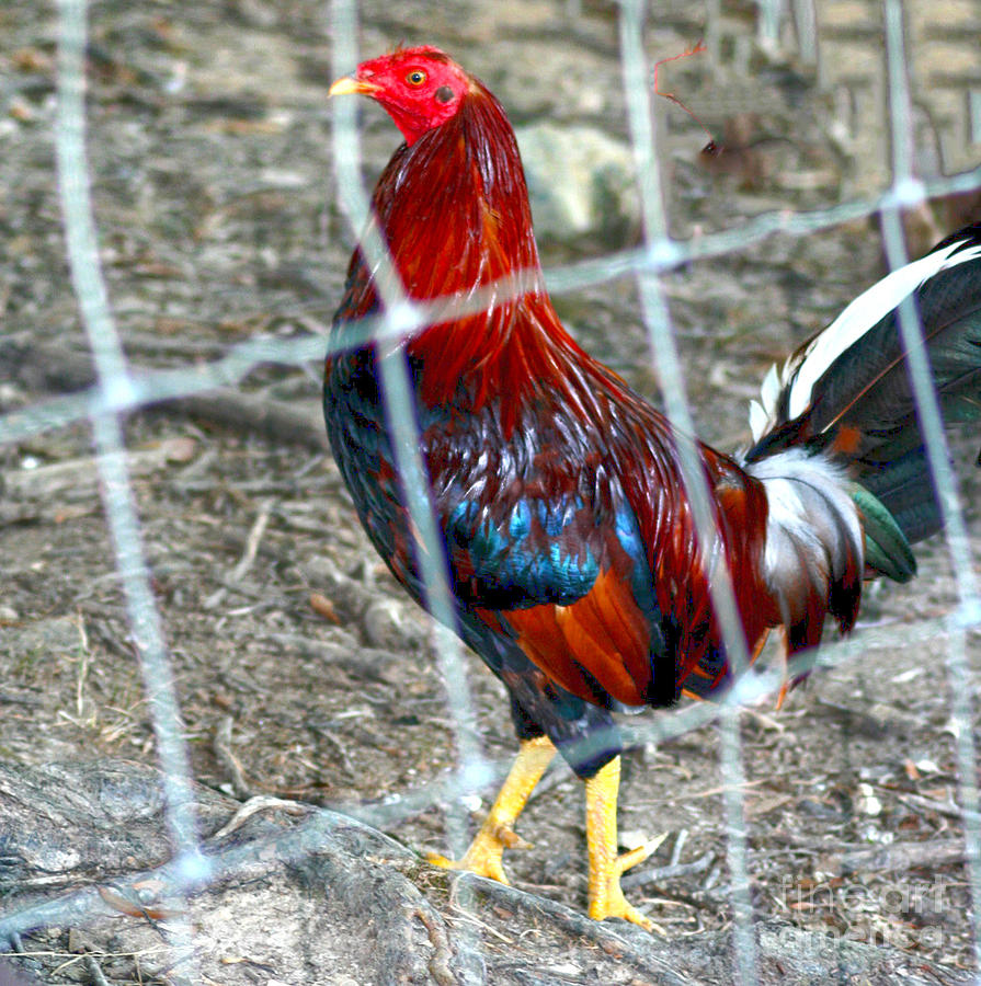 Rooster Photograph - Rooster in a pen by Lesa Fine