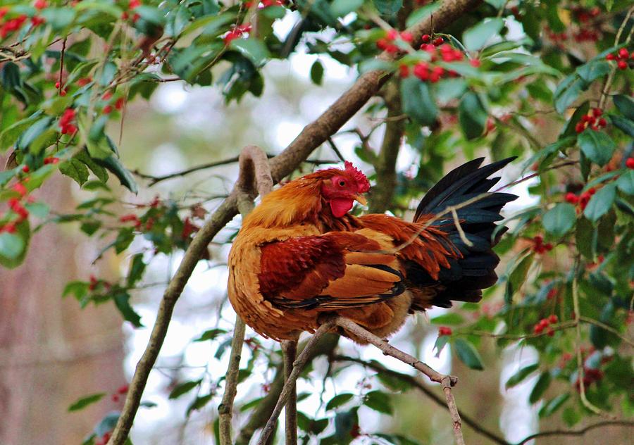 Rooster Photograph - Rooster In A Tree by Cynthia Guinn