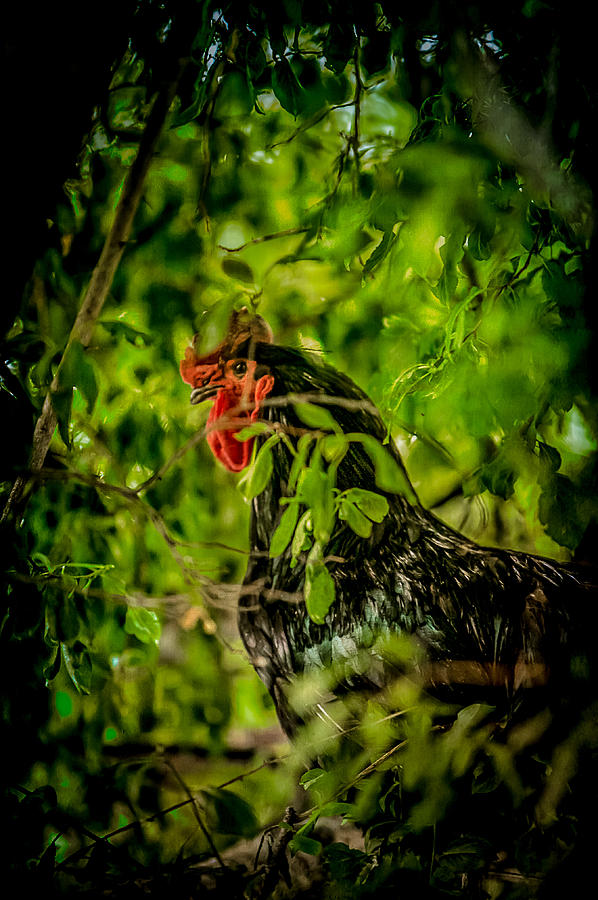 Chicken Photograph - Rooster In A Tree by YoPedro