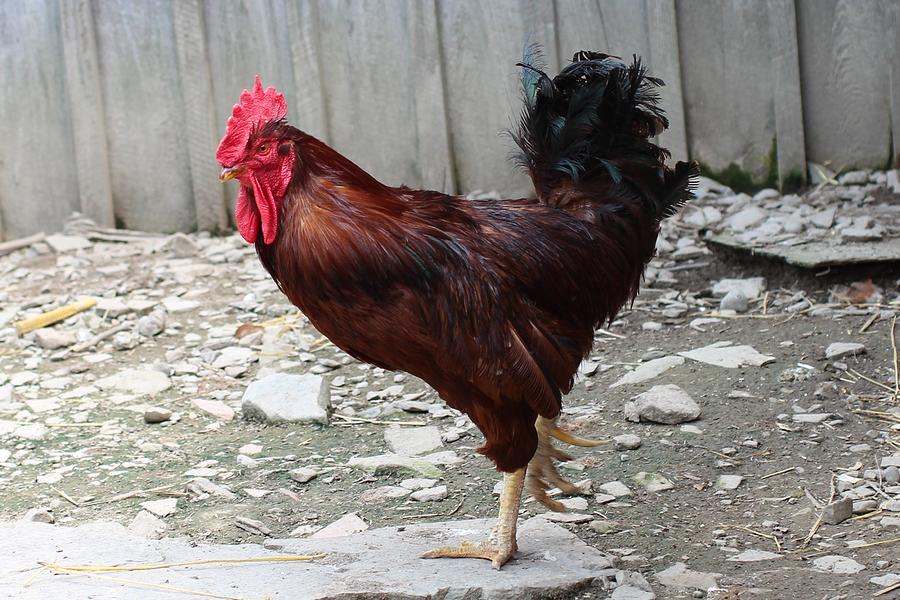 Rooster in Chicken Yard Photograph by Lucinda VanVleck