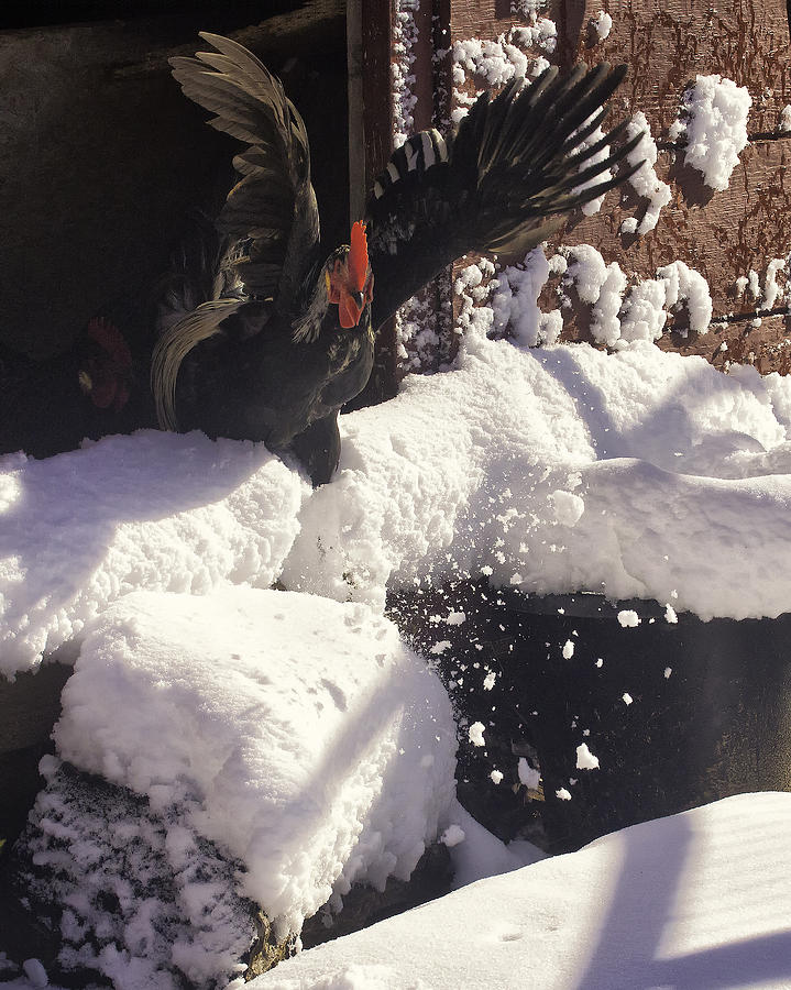 Rooster in Deep Snow Photograph by Michael Dougherty