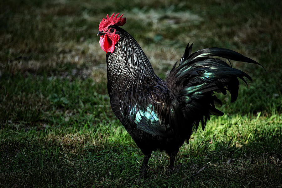 Rooster in Mixed Light Photograph by Michael Dougherty