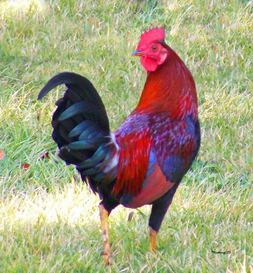 Rooster in the Grass 2 Photograph by Duane McCullough | Fine Art America