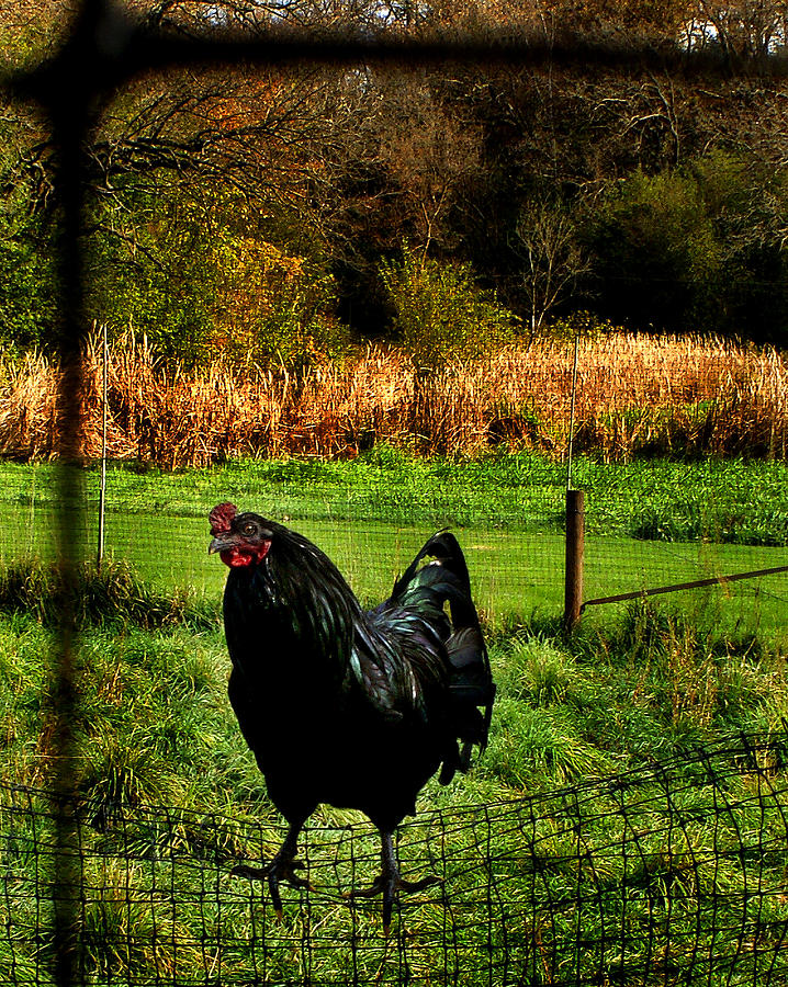 Rooster Photograph by Jamieson Brown
