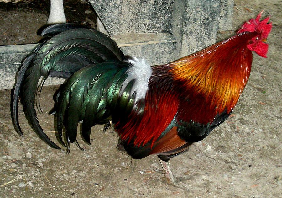 Rooster Photograph by Jean Wolfrum