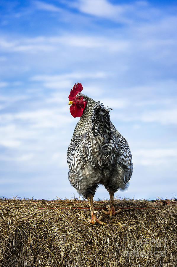 Animal Photograph - Rooster by John Greim