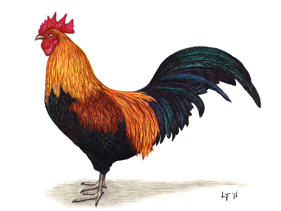 Rooster Drawing by Lars Furtwaengler
