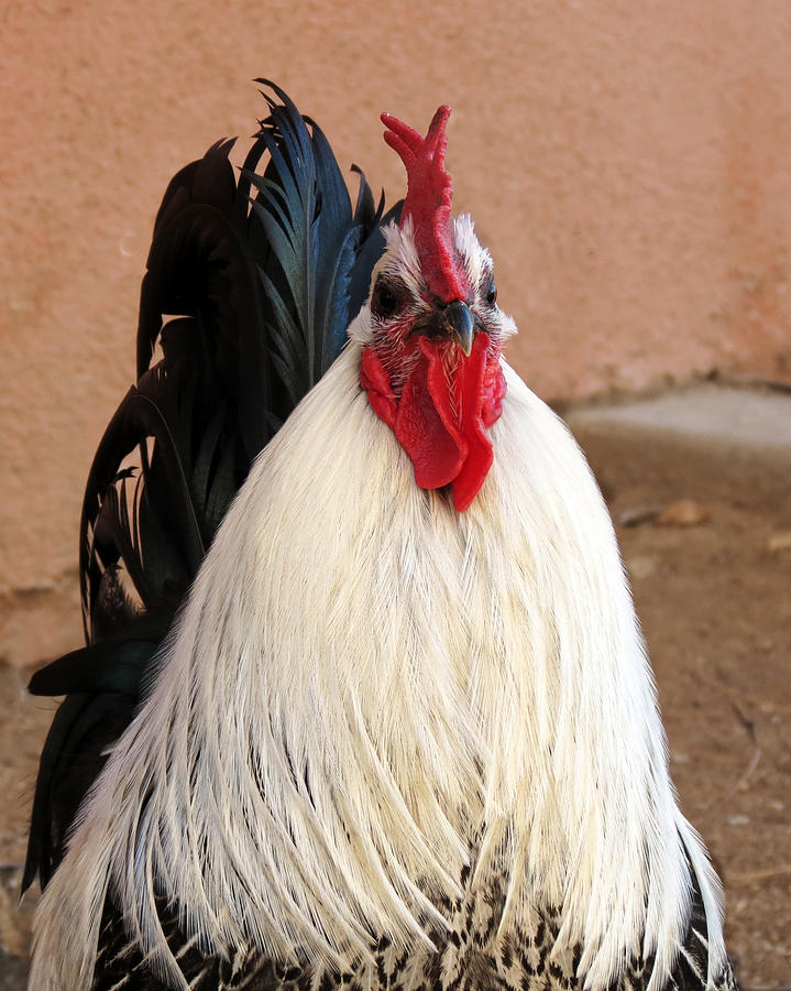 Rooster Photograph