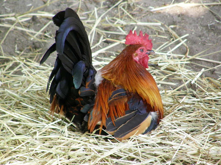 Rooster Napping Photograph by Caryl J Bohn