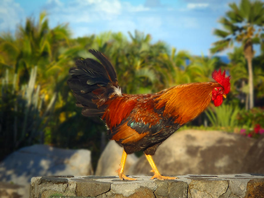 Caribbean Rooster Photograph by Kathryn McBride