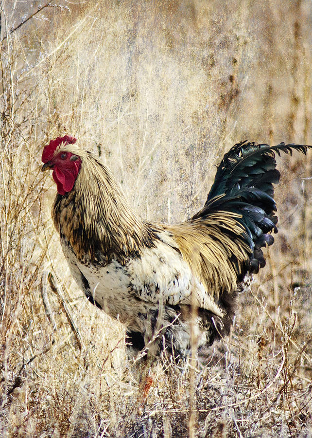 Rooster Photograph by Pam  Holdsworth
