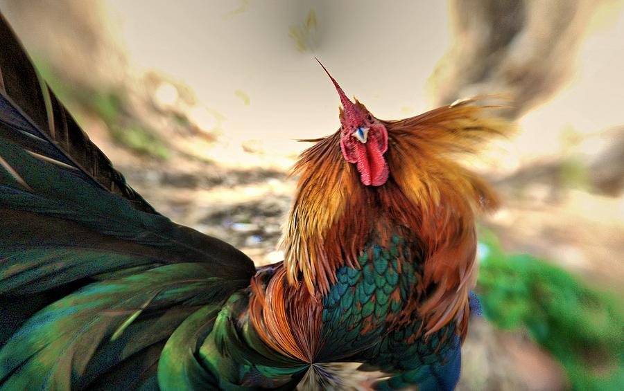 Rooster Photograph by Perry Frantzman