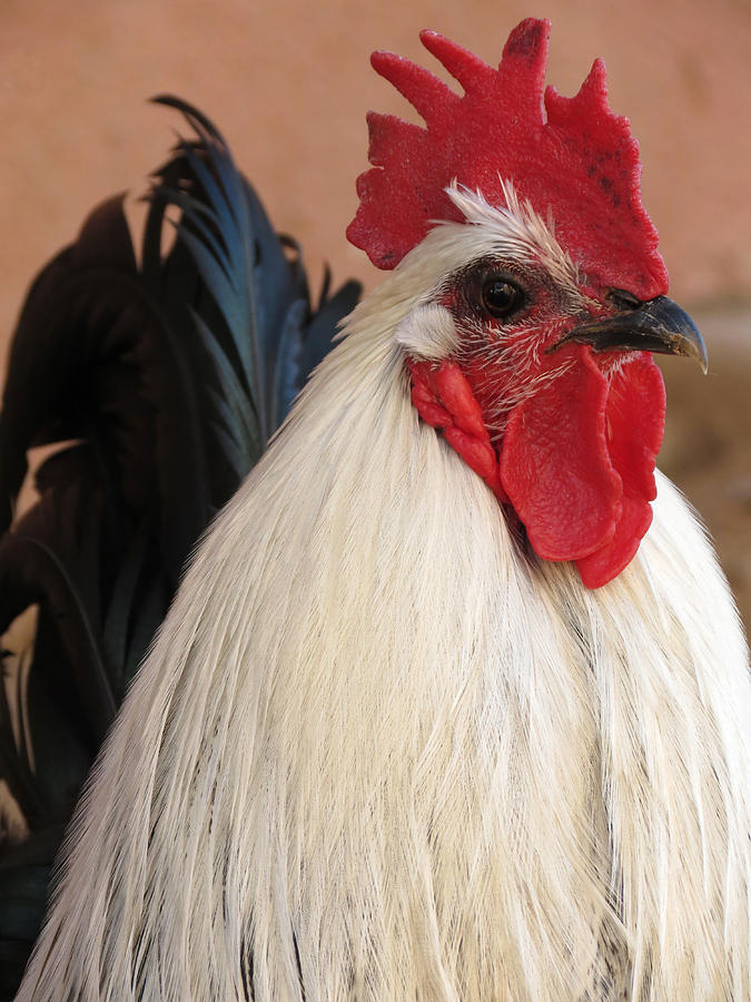 Rooster Portrait Photograph by Laurel Powell