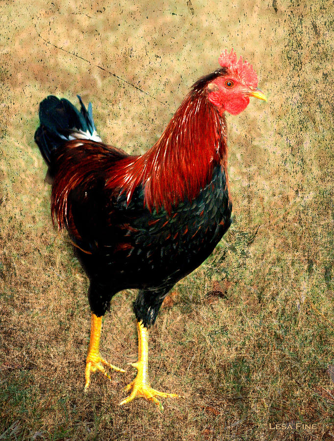 Rooster Photograph - Rooster Red Art Textured by Lesa Fine